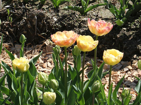 Tulipa cv. Cartouche