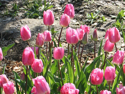 Tulipa cv. Catherine Maria Theresa