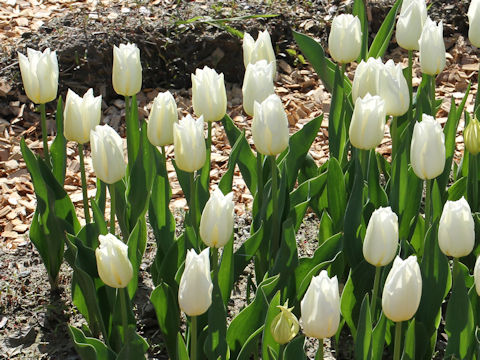 Tulipa cv. Agrass White