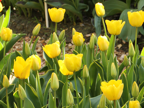 Tulipa cv. Garant