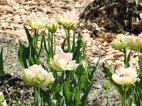 Tulipa cv. Candy Time