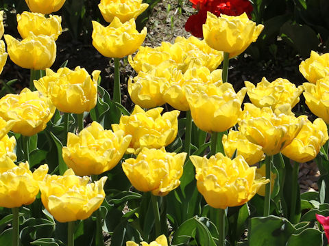 Tulipa cv. Gironde