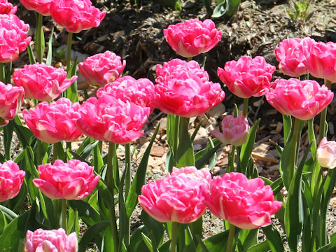 Tulipa cv. Queens Day