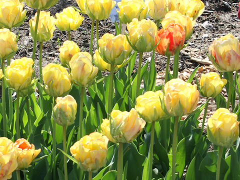 Tulipa cv. Akebono