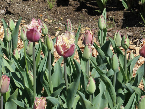 Tulipa cv. Cummins