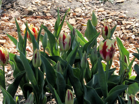 Tulipa cv. Grand Perfection
