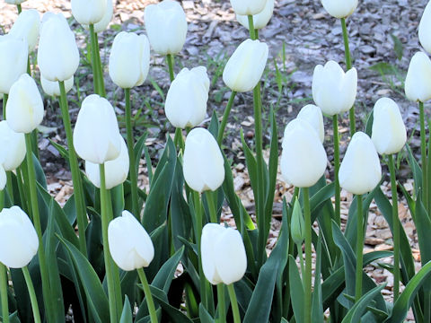 Tulipa cv. Clear Water