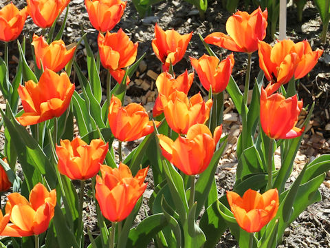 Tulipa cv. Greetje Smit