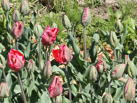 Tulipa cv. Green Wave