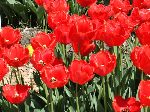 Tulipa cv. Crystal Beauty