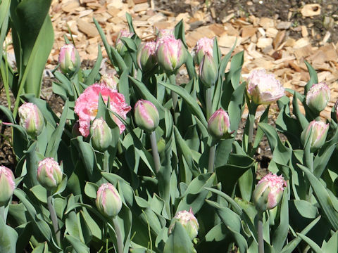 Tulipa cv. Crispion Love