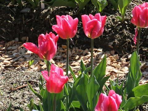 Tulipa cv. Christmas Exotic