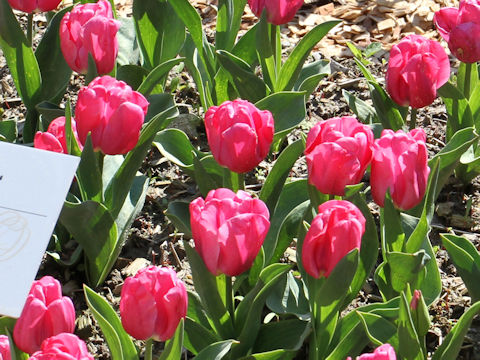 Tulipa cv. Cleveland