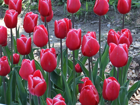 Tulipa cv. Kung Fu