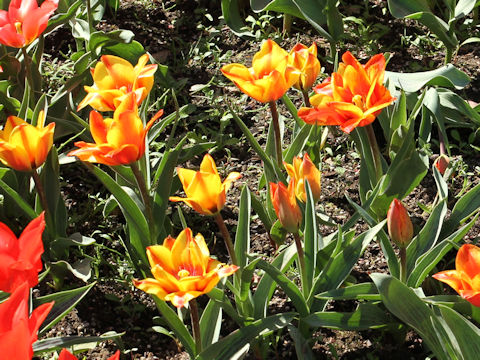 Tulipa cv. Cape Cod