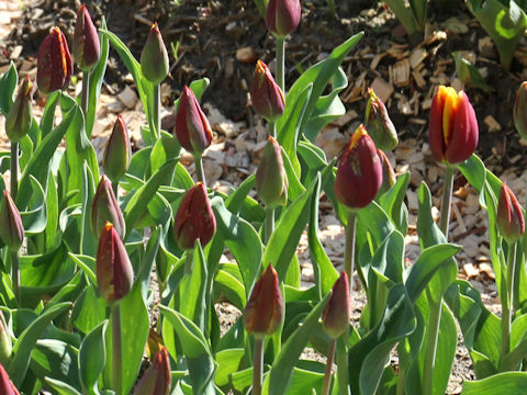 Tulipa cv. Gerrit van der Valk