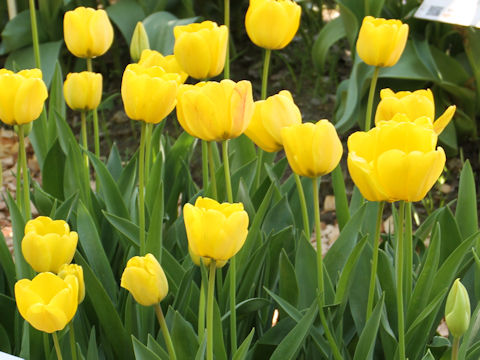 Tulipa cv. Golden Apeldoorn