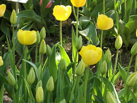 Tulipa cv. Golden Empire State