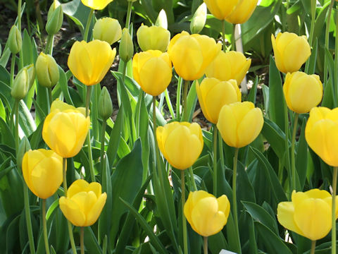 Tulipa cv. Golden Oxford