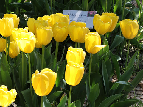 Tulipa cv. Golden Parade