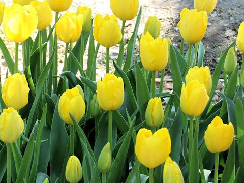 Tulipa cv. Golden Prince Claus