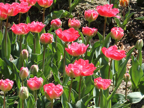 Tulipa cv. Up Pink