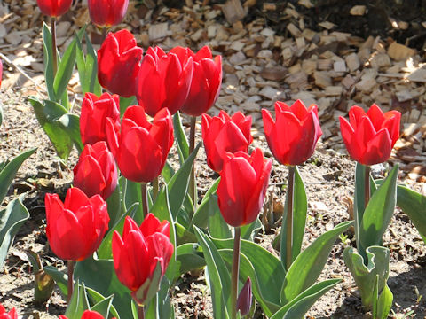Tulipa cv. Couleur Cardinal