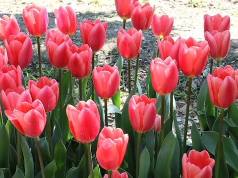 Tulipa cv. Cosmopolitan