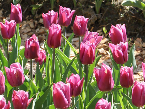 Tulipa cv. Copex