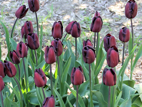 Tulipa cv. Komomo