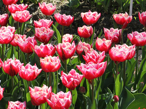 Tulipa cv. Columbus