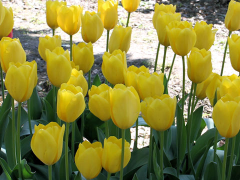 Tulipa cv. Conqueror