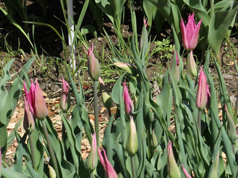 Tulipa cv. Compliment