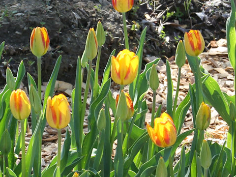 Tulipa cv. The Gregor Mizuno