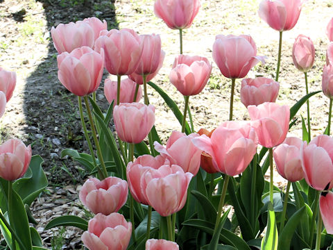 Tulipa cv. Salmon Impression