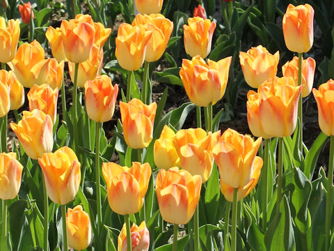 Tulipa cv. Salmon Dynasty
