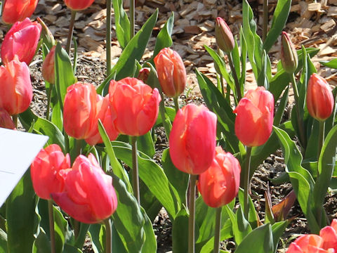 Tulipa cv. Salmon Pearl