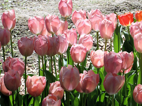 Tulipa cv. Salmon Van Eijk