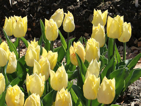 Tulipa cv. Sunny Prince