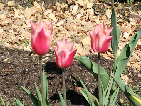 Tulipa cv. Sanne