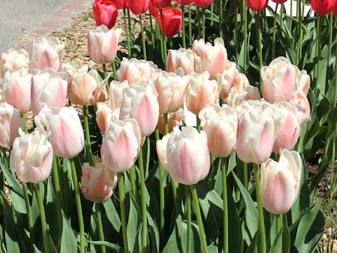 Tulipa cv. Zantubeau