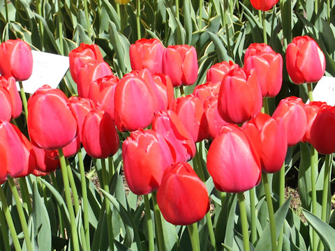 Tulipa cv. Zantured