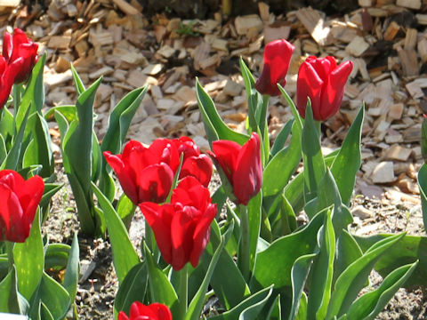 Tulipa cv. Seadov