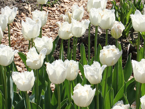 Tulipa cv. Signature