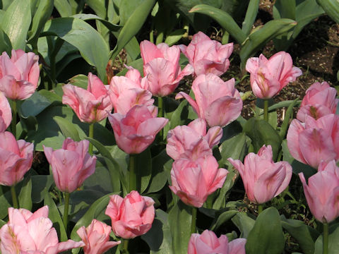 Tulipa cv. Sweet Sixteen