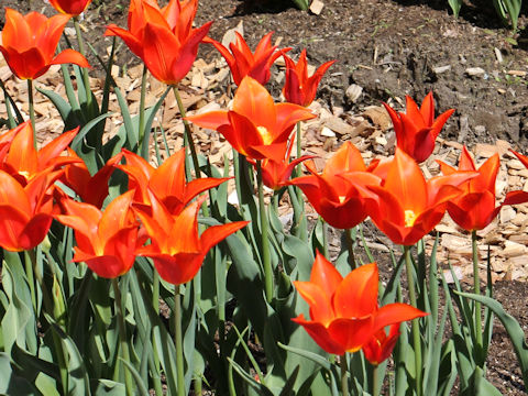 Tulipa cv. Sinaeda Orange