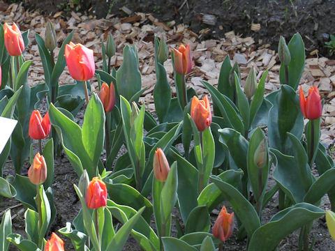 Tulipa cv. Jimmy