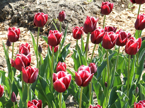 Tulipa cv. Shimon