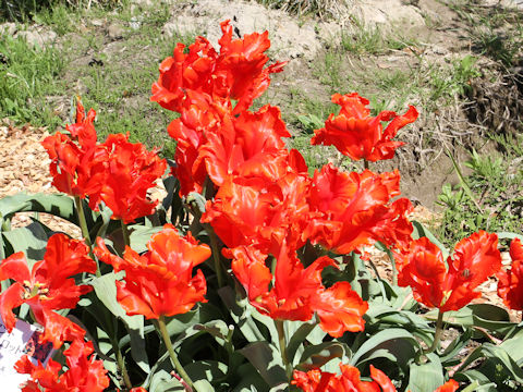 Tulipa cv. Giant Parrot