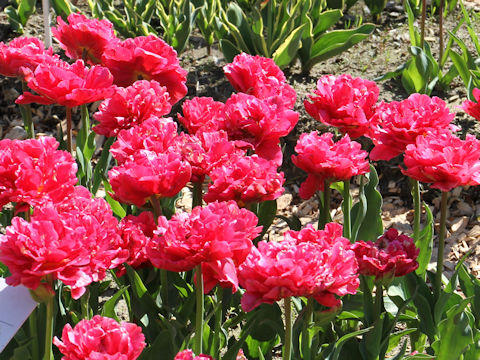 Tulipa cv. Chato